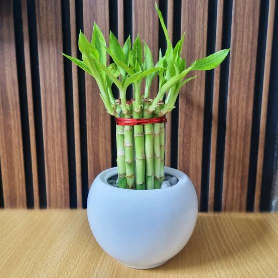 Indoor artificial bamboo plant with ceramicpot 5 feet