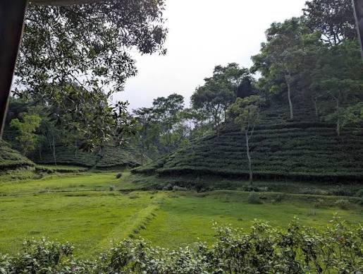 30 decimal organic tea & fruit orchard land in sreemangal hill district