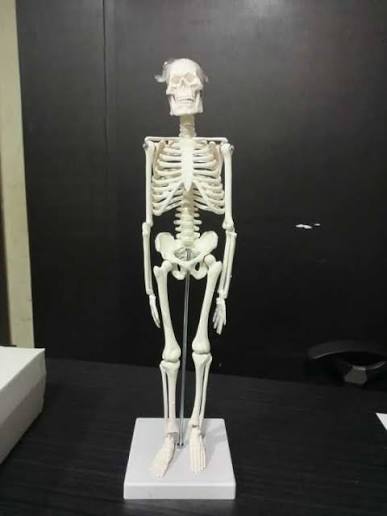 Human skeleton desk model