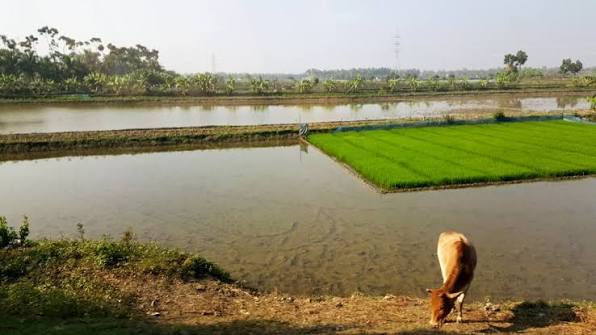 Low-Land Polder Earth Embankment & Leveling Works